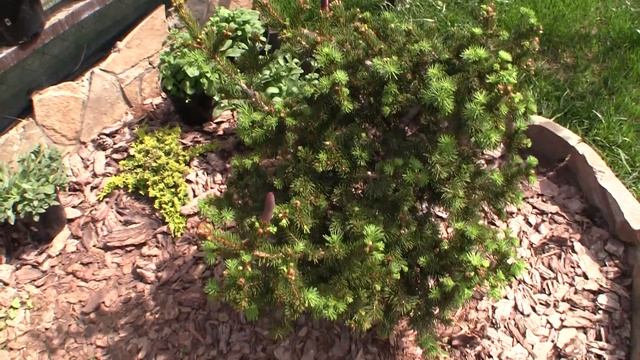 Ель сербская Пендула Брунс(Picea omorika Pendula Bruns) смотреть онлайн