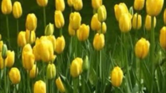 АК ДИМӘ, КАРА ДИМӘ смотреть онлайн
