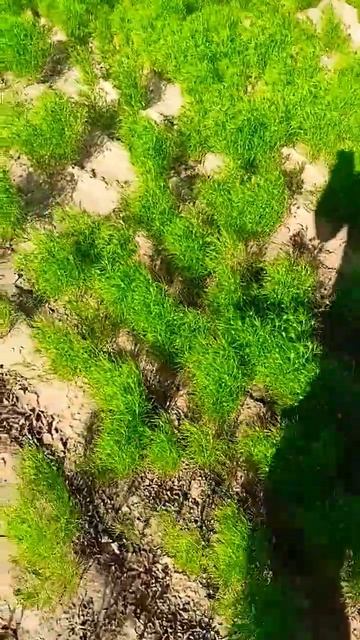 FARMING shorts #jeera смотреть онлайн