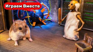 Лабиринт для Хомяка ! Выбираемся вместе с Умным Хомяком из ЛАБОРАТОРИИ ВЕЛИКАНА ! Видео для детей