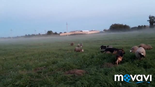 Доделали НАВЕС/Завез СОЛОМЫ/Засыпали ДАМБУ.