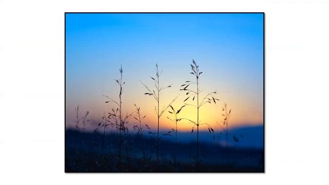 Restoring The Nachusa Grasslands