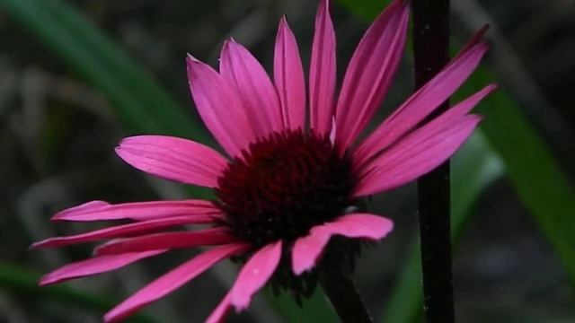 Echinacea Purpurea Fatal Attraction
