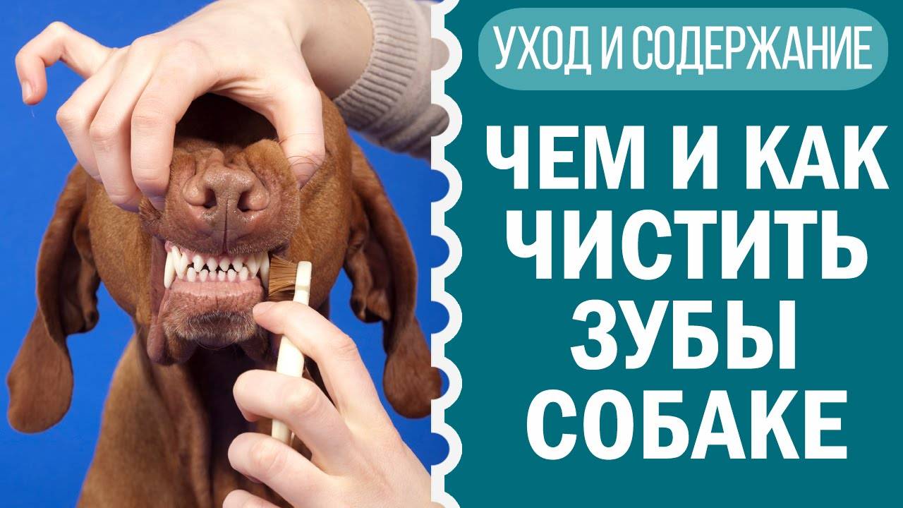 Чем и как чистить зубы собаке в домашних условиях | Чихуахуа Софи смотреть онлайн