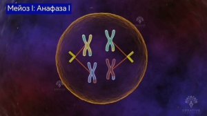 МЕЙОЗ (анимация)