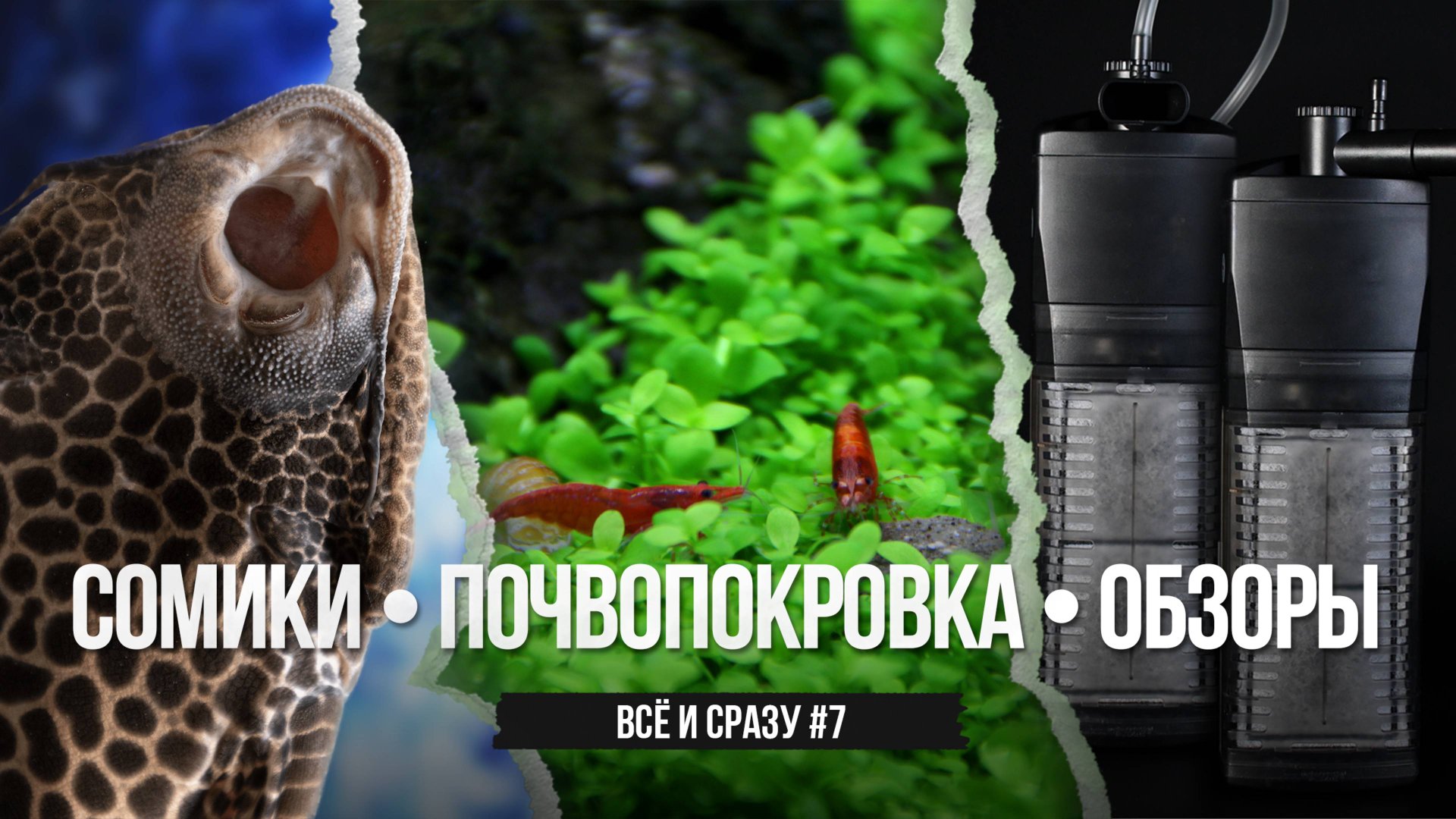 Большая подборка сомиков и самая популярная почвопокровка смотреть онлайн