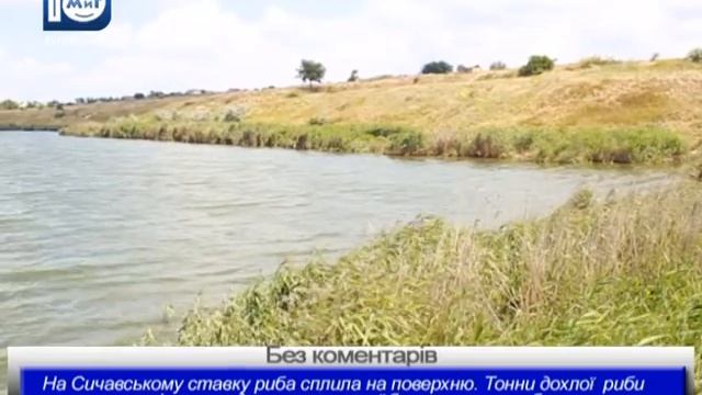 Без коментарів. На Сичавському ставку риба сплила на поверхню. 30.06.2016 смотреть онлайн