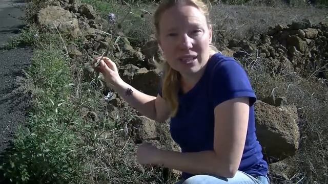 Planten binnen de Vlinderbloemenfamilie herkennen смотреть онлайн