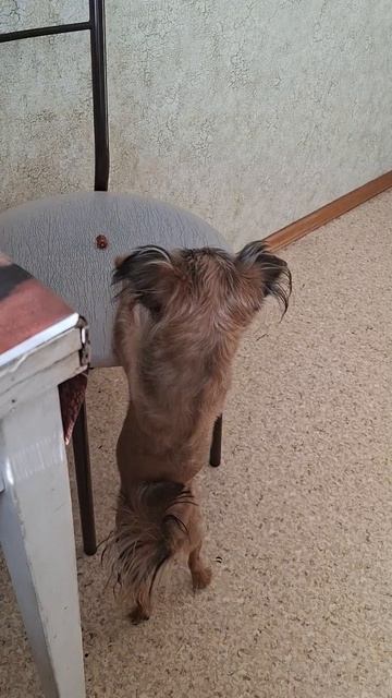 Мой Масечка добывает вкусняшку