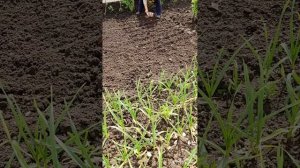 Сажаем лучок - будет зелени пучок!