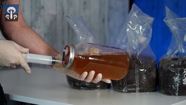 All in One Mushroom Grow Bag Inoculation Techniques | How to Knock Up Multiple Bags At Once смотреть онлайн