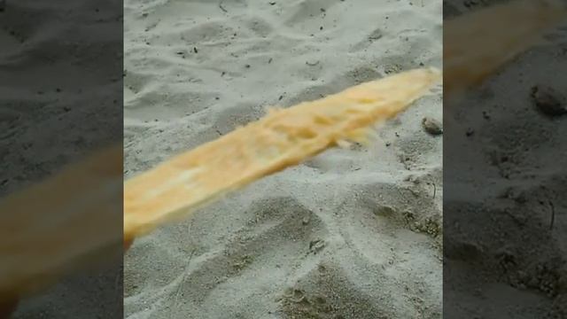 Косточка от манго - большая, широкая!!! смотреть онлайн