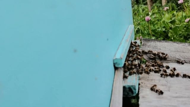 Пчелы принесли столько нектара что самим места мало! Июль 2020 год. смотреть онлайн