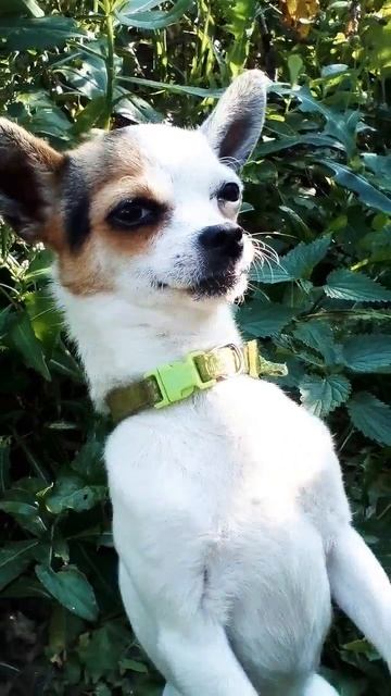 Патриотизм. Люблю Россию.♥️🐕🎁🇷🇺 #собаки #чихуахуа #2023 #любовь #Россия смотреть онлайн