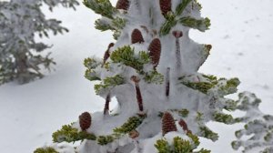 на стихи Даши Лебедевой