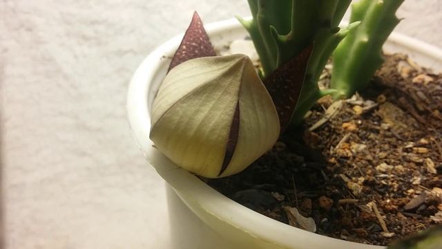 Stapelia berlindensis time lapse смотреть онлайн