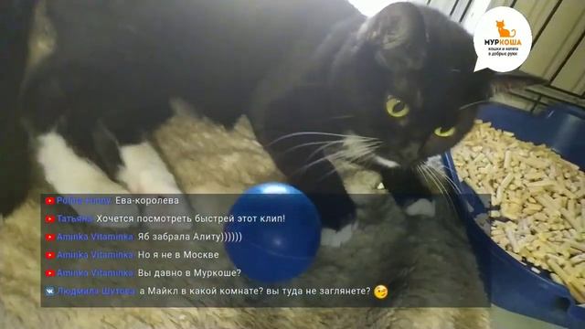 В гостях у приюта "Муркоша" 29.05.2019 смотреть онлайн