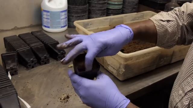 Soybean Cyst Nematode Testing for Resistant Populations смотреть онлайн