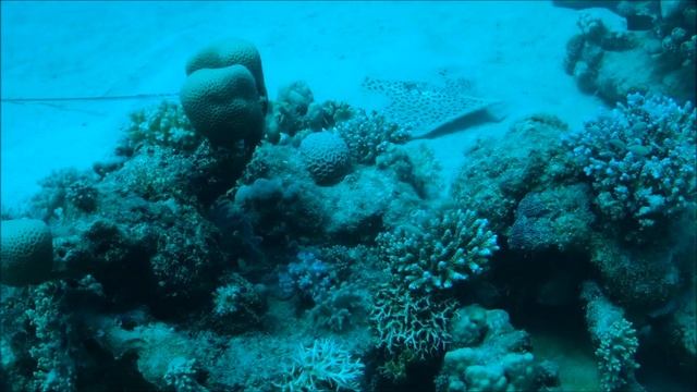 Leopard ray at Marsa Samadai, Red Sea, Egypt 23/04-2013 смотреть онлайн
