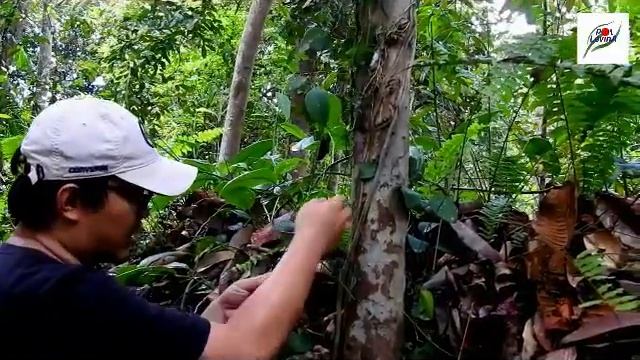 Jelajah Hoya Hutan Lindung Sungai Wain Kalimantan смотреть онлайн