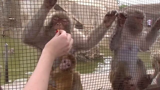 Кормлю обезьянок в Китае смотреть онлайн