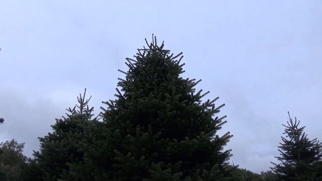 Пихта Нордмана (срубленная новогодняя пихта)  16797