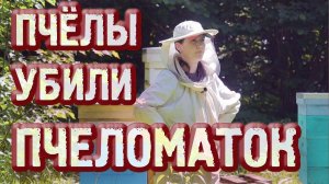 ПЧЕЛОМАТКИ ПОГИБЛИ В ИЗОЛЯТОРЕ МИЛЕНИНА ЛЕТОМ, ПОЧЕМУ? ЗАМЕНА ПОРОДЫ ПЧЁЛ 2023