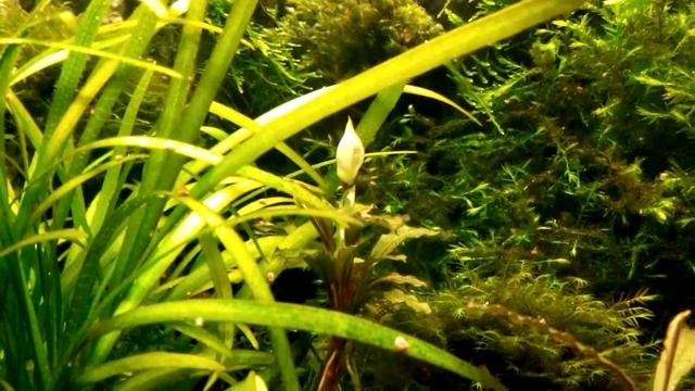 VID 20150913 223933 смотреть онлайн