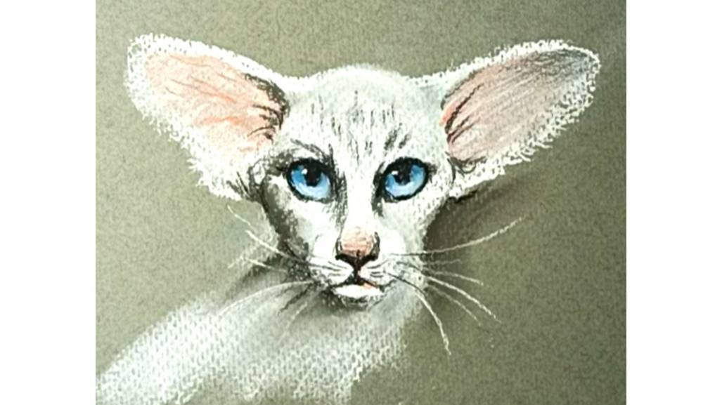 Как нарисовать пастелью портрет ориентального кота. смотреть онлайн