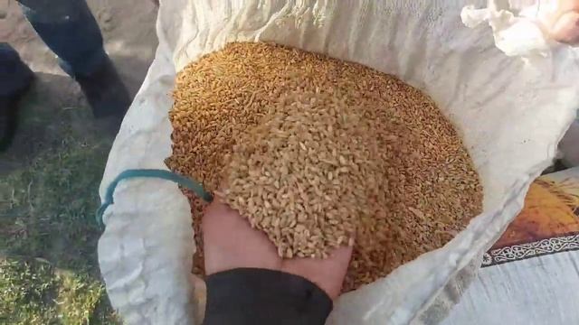 Нархи гандум чав чигори дар Молбозори Хулбук 3 июня 2022 г. смотреть онлайн