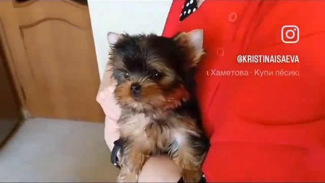 #йоркширский_терьер продажа.89163503996 смотреть онлайн