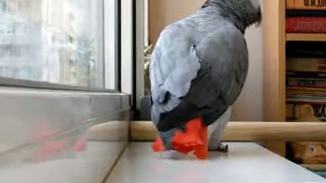 Попугай, который любит петь песни Ани Лорак смотреть онлайн