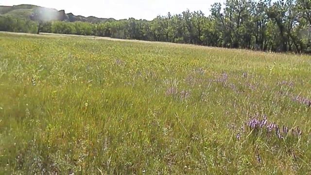 Liatris patch in full bloom смотреть онлайн