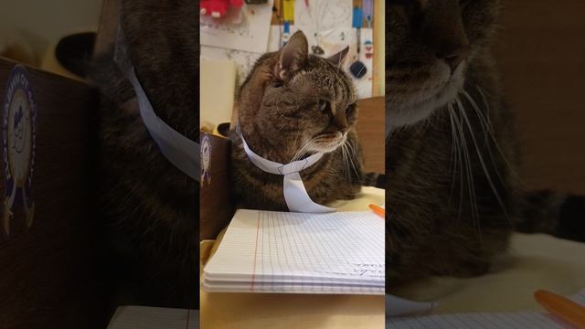 Переполох в школе котиков!!! Шок!!!