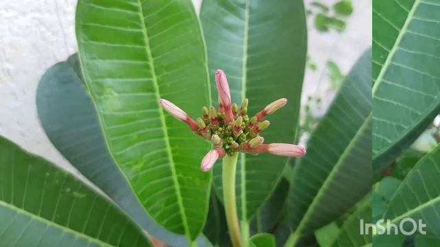 Plumeria  Propagation  -  From Stem Cutting.