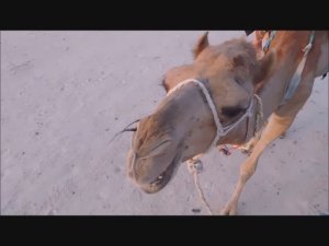 Тунис Экскурсия в Сахару