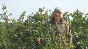 Как правильно подкормить голубику