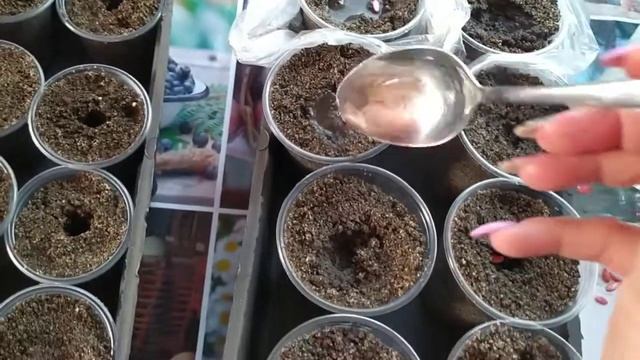 Огурцы на рассаду🥒🥒🤔 смотреть онлайн