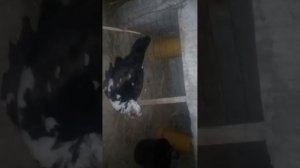 Алокаи чинси