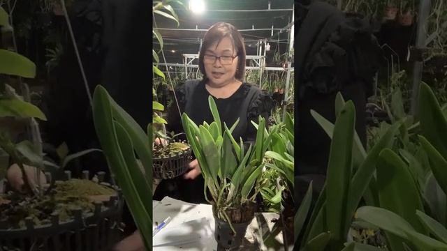 LH : 0878.530.333 Thanh Tú Bảo Lộc cuối tháng chi an смотреть онлайн