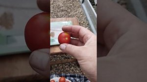 Какие же они томаты сорта маленький ручей.Взвесила, попробовала, показала 😀