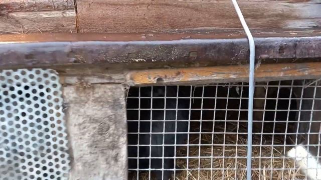 УТКИ БЕЗ СЕЛЕЗНЯ, КРОЛЬЧИХИ БЕЗ ДЕТЕЙ И КРОЛА... смотреть онлайн