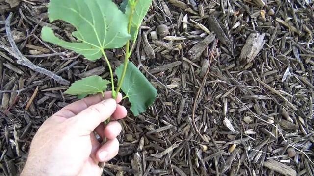 Identifying American basswood (linden) смотреть онлайн