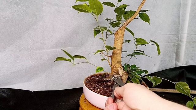 √4,√5  фикус 125 (Бонсай)