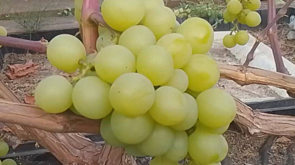 Виноград Прима Украины в Ленинградской области