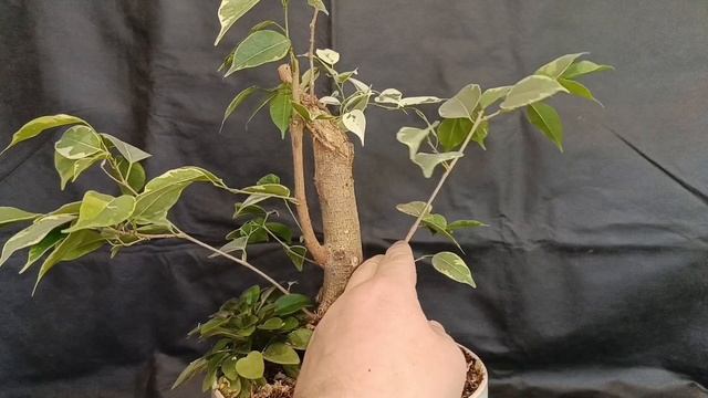 √8 фикус 125 (Бонсай)