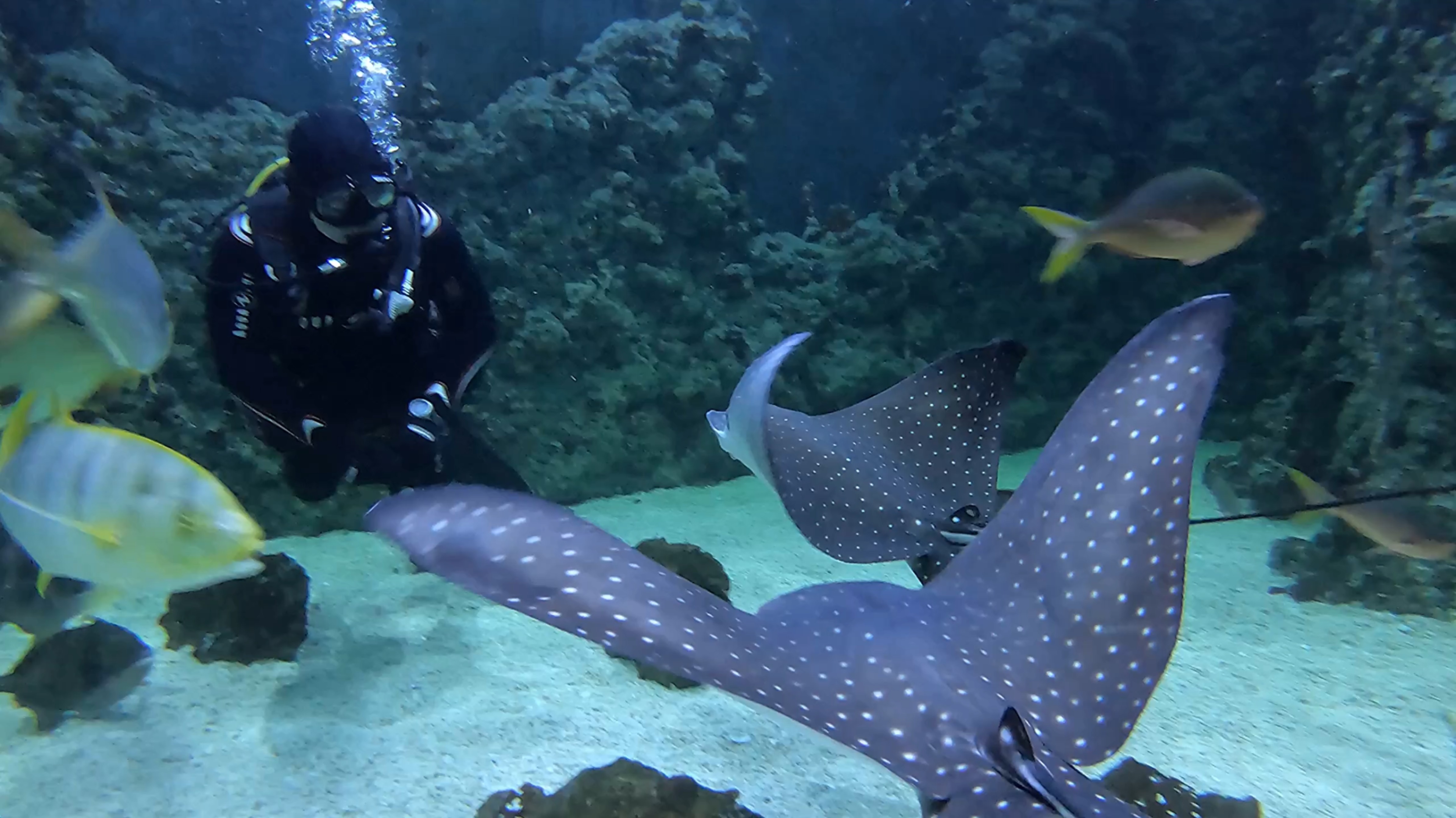 Океанариум - Крокус