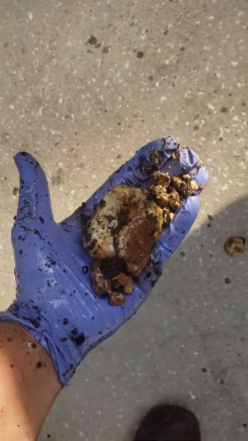 How To: Largest Horse Bean In World Horse Sheath Cleaning 29yr Old Horse #sheathcleaning #horsebean