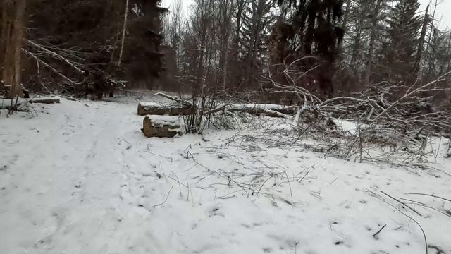 Пытаемся вырваться из заколдованного леса.Идем на последний прорыв.Силы на исходе и скоро стемнеет. смотреть онлайн