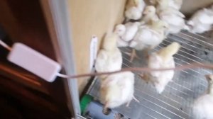 Самодельные поддоны в брудер.